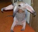 anteaterATTACK