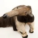 anteaterhot