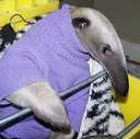 anteaterchillin