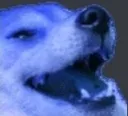 doge_kek
