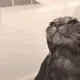 wetcatdrip