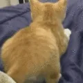 catbootyshake