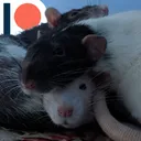 binkies