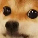 worrieddoge worrieddoge
