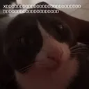 cocoXDDDDD