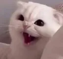 Danrgy_cat
