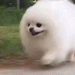 6865dogfluffballrun