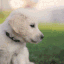 7951dogpuppieswoof