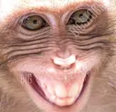 monkeygrin