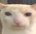 bruh_cat