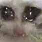 squishedcat