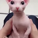 bingus bingus