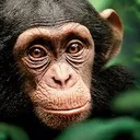 monke monke