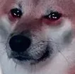 sad_shib sad_shib
