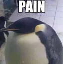pain