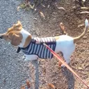 goodboi goodboi