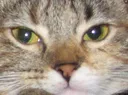 thatcat