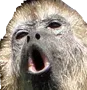 monke