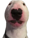 dogstare dogstare