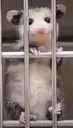 prisonoppossom