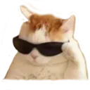 COOL_CAT