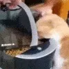 snacc