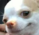 doggosmug