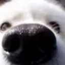 sniff8