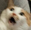 catomg