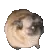 pug
