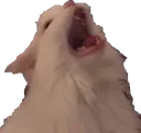 thurston_scream