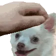 PETTHERUI