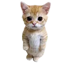 Cat Stare catstare Discord Emoji