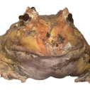 wordscannotencapsulate Discord emoji