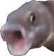 :PogFish: :PogFish: