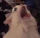 cat_cry