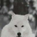 howlingwolf Discord Emoji
