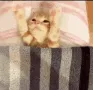 cutesleepykitty