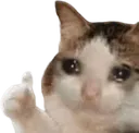 c_nicecat