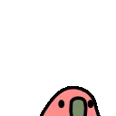 parrotshort