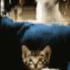 CatStrike