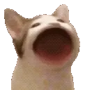 popcat