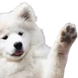 doggohand