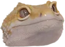 geckpls