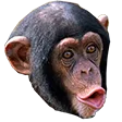 MONKE