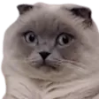 Nyxweird Nyxweird