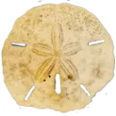 sanddollar