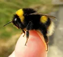 FuzzyBee