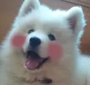 Blushed_Flushed_Dog