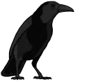 crow